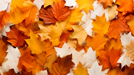 Naklejka na ściany i meble Leaves in warm fall colors like orange, yellow, brown and red. Isolated on a white background. Concept of fall season.