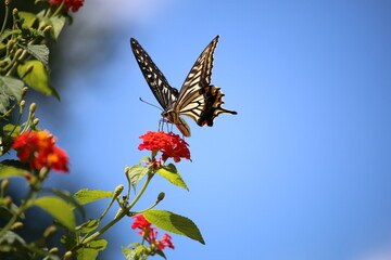 蜜を吸うアゲハチョウ