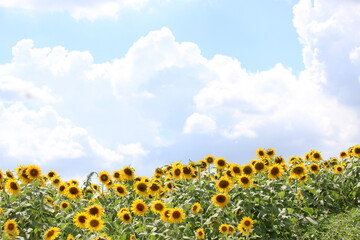 field of sunflowers