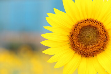 sunflower of sky
