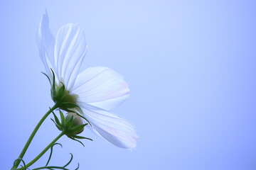 white flower on blue background