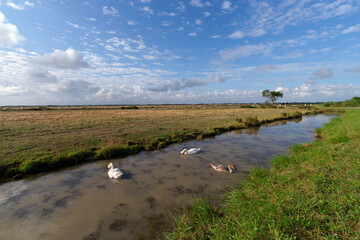 Nature Reserve of the Fouras swamp in the Charente-Maritime coast