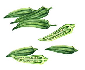 Fresh okra, whole and sliced on white background. Watercolor illustration