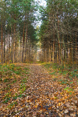 Path in the autumn forest at sunset.