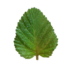 green leaf isolated on white