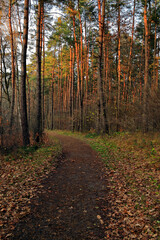 Path in the autumn forest at sunset.