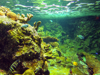 Naklejka na ściany i meble Wonderful Coral reef in a public aquarium