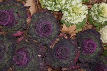 Brassica oleracea var. Acephala