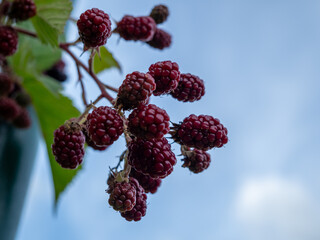 Bush of wild blackberry. Blackberry berry close-up. The fruits of the blackberry bush.
