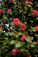 Camellia japonica in bloom