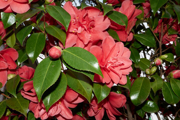 Camellia japonica in bloom