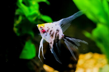 pterophillum scalare