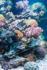 Naklejka na ściany i meble Coral reef in tropical aquarium