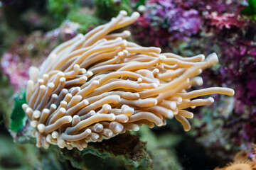 Naklejka na ściany i meble Coral in aquarium.
