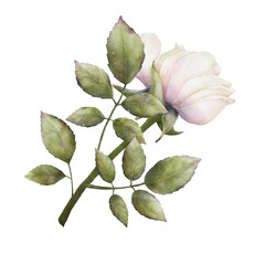 A composition of a watercolor blooming white-pink rose on a branch with green leaves on a transparent background. Botanical illustration for wedding invitations, stickers, postcards, packaging, prints