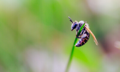 bee on flower