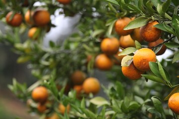 Mandarin/Orange plantations in the north of Thailand