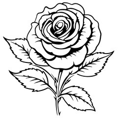 black and white rose