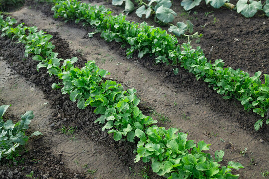 Garden bed with growing radishes. Green radish leaves growing in rows in the soil. High quality photo