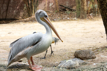 The great white pelican bird in garden at thailand