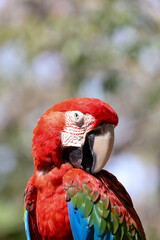 Close up haed the red macaw parrot bird in forest