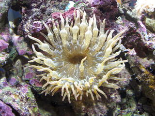 Fototapeta na wymiar Coral reef in an aquarium