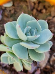 Laxmi-Kamal - The Good Luck plant close-up