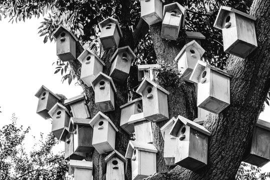  Bird Houses. Houses for birds. Lodges for a wintering of birds, Black and white photo