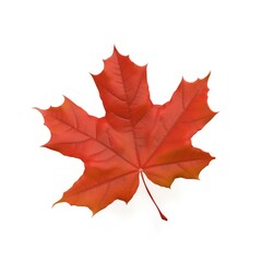 maple leaf isolated on white. Generative AI