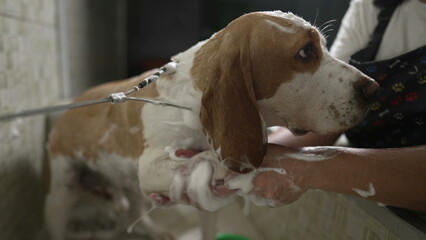 Professional Dog Grooming Services at a Local Pet Shop. Washing Dog Beagle with shower head