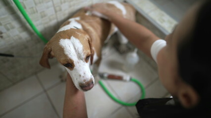 Professional Pet Shop Services at a Local business. Female employee Washing Beagle DOG applying...
