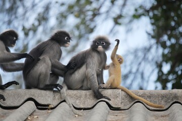 Monkey/Langur with their cups in Thailand