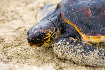 Obraz premium Saving turtle