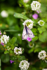 White Butterfly on Wild Clover Flowers.