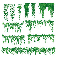 set of cartoon green ivy. Creeper tree foliage border, garden decoration. vector illustration. - obrazy, fototapety, plakaty