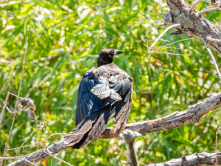 Close up shot of Great-tailed grackle