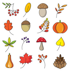 Set of autumn leaves, acorns, mushrooms, pumpkins, berries and leaves. Vector illustration graphic design .