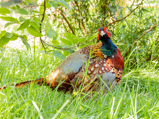 Fototapeta premium Close up shot of cute Common pheasant