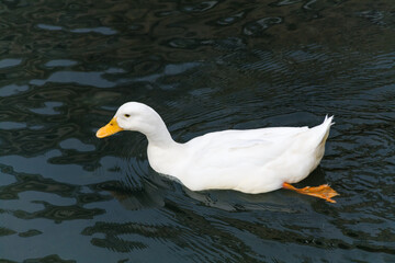 White duck swimming