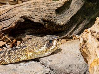 Close up shot of rattlesnake
