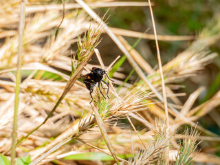 Close up shot of Mydas