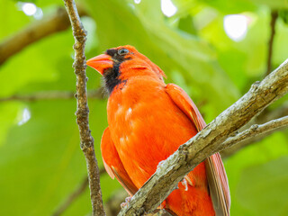 Close up shot of cute Northern cardinal