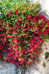 Red flowers on climbing plant