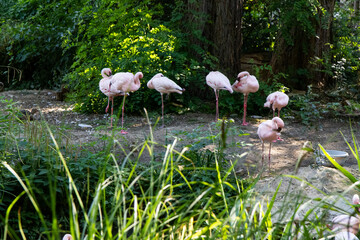 A flock of pink flamingos stands in green bushes and trees. A group of wild birds in the forest