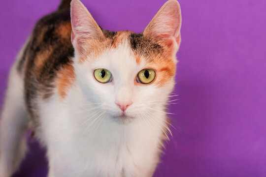 Cat with green eyes posing on a purple background in a simple indoor setting