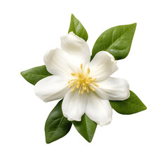 jasmine flower decorated with green leaves isolated on transparent background, Generative AI
