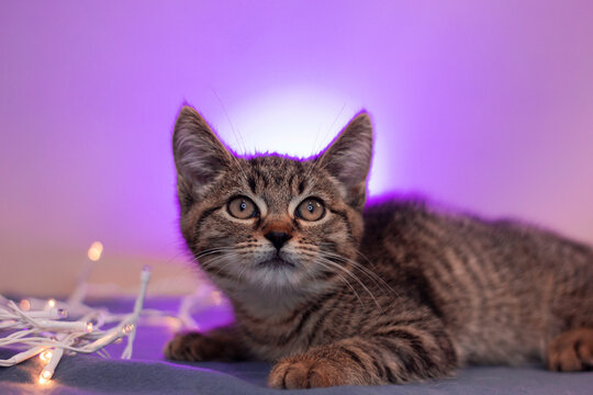 Kitten looks up with curious expression while surrounded by string lights at home