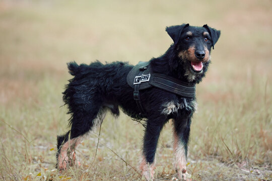 Dog stands on grass in a field during the day with a harness on its body looking happy