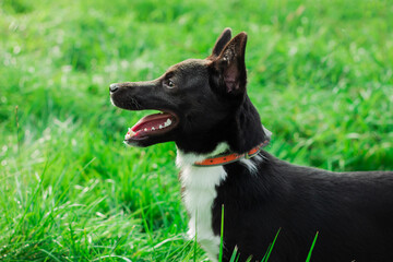Portrait of a black contented dog on a background of green grass. Photo can be used for postcards, calendars, banners.