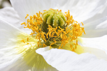 Bl&uuml;te mit Kelch 